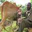 A man sitting on a bench next to a brown cow with horns..jpg